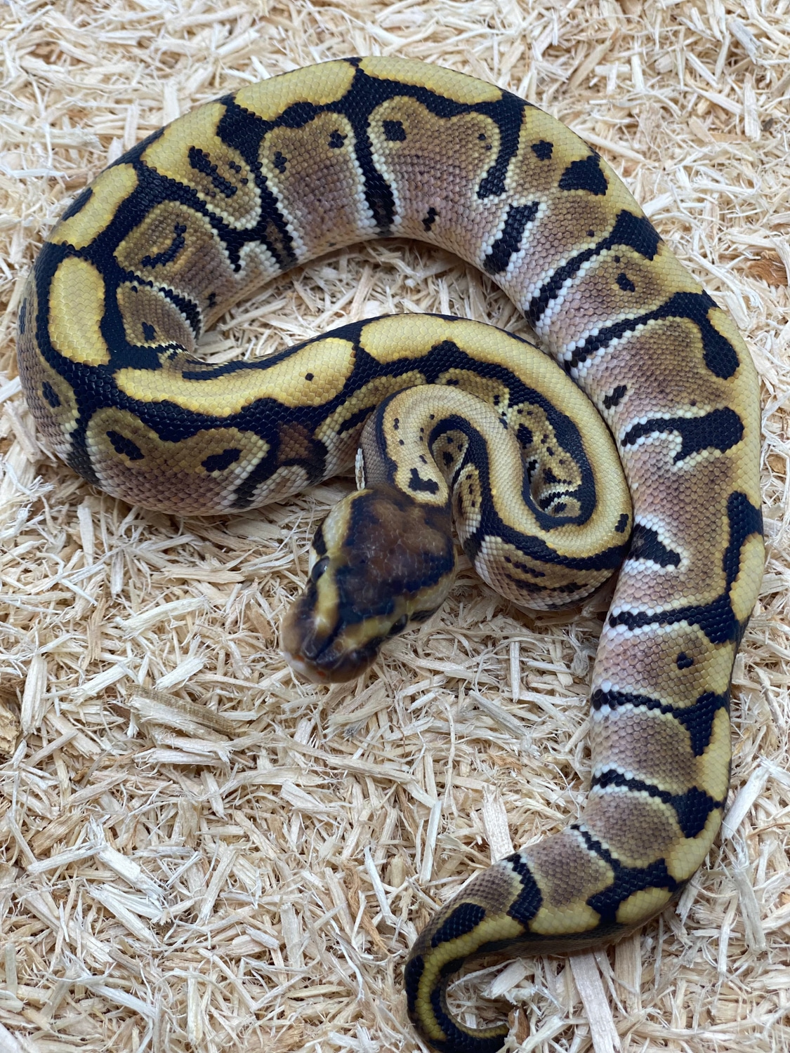 HGW Het DG Ball Python by Delray Exotics - MorphMarket