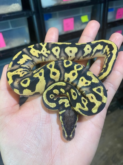OD Pastel YB 66% Het Pied Ball Python by Delray Exotics