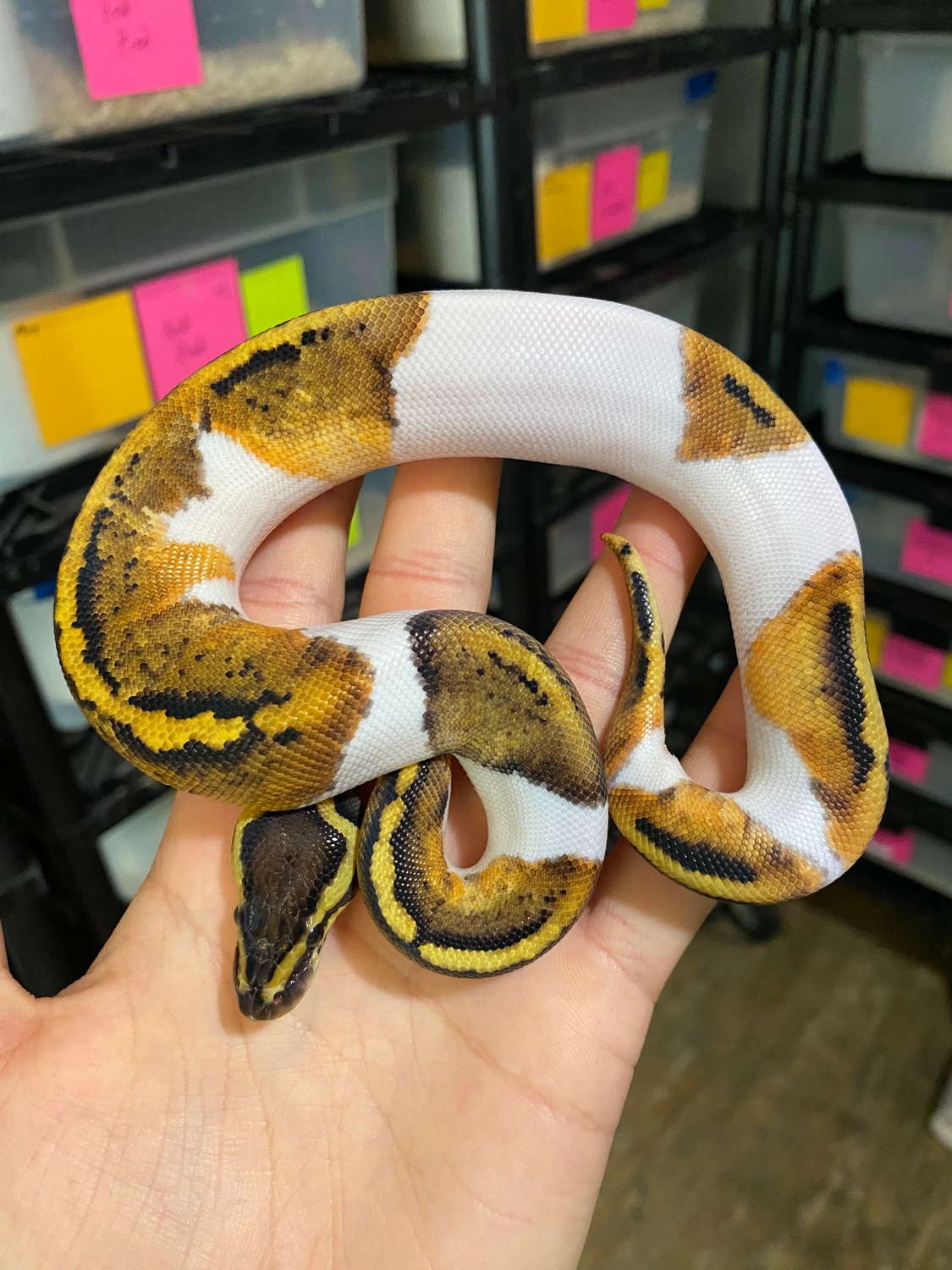 Pastel Pied Ball Python by Delray Exotics - MorphMarket