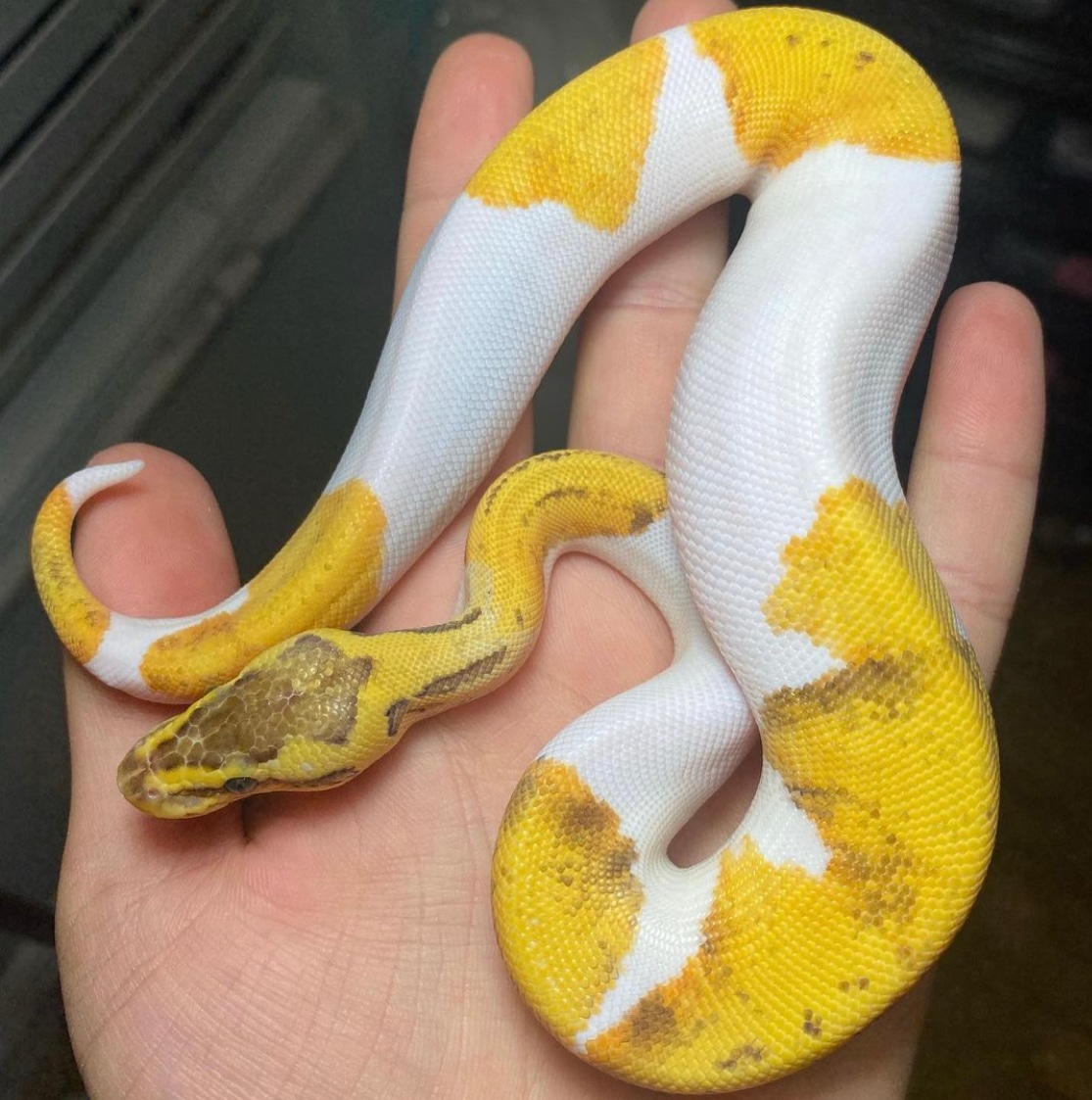 Lemonblast Enchi Pied Ball Python by Delray Exotics MorphMarket