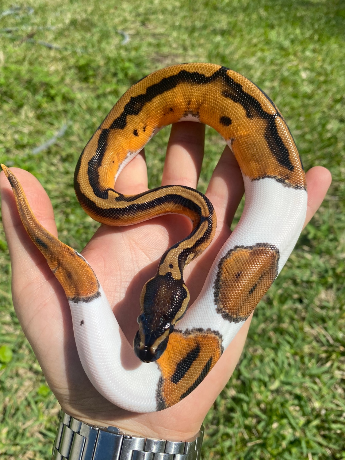 OD Pied Ball Python by Delray Exotics - MorphMarket
