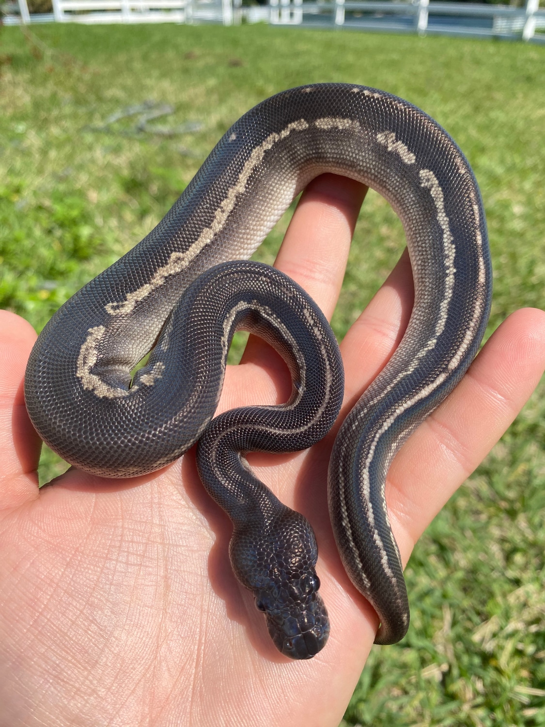 Blackhead Cinnamon Mojave Ball Python by Delray Exotics - MorphMarket