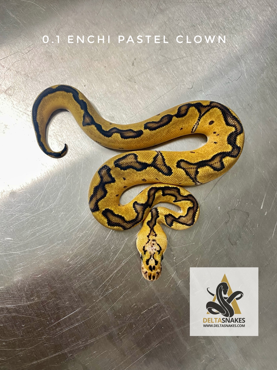Enchi Pastel Clown Ball Python by DeltaSnakes MorphMarket