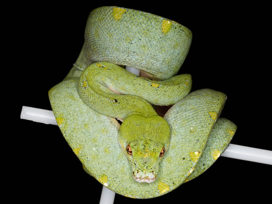Blue-Line Green Tree Python by Vibrant Viridis, LLC