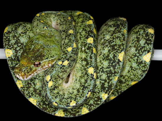 Blue-Line Green Tree Python by Vibrant Viridis, LLC