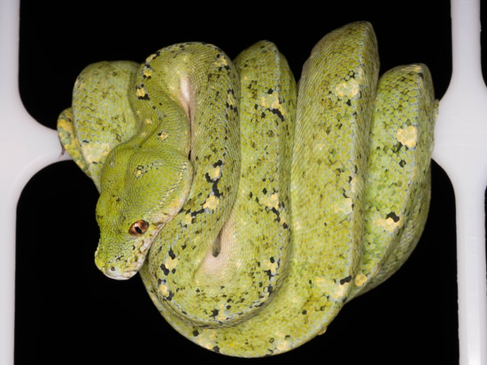 Calico And Blue-Line Green Tree Python by Vibrant Viridis, LLC