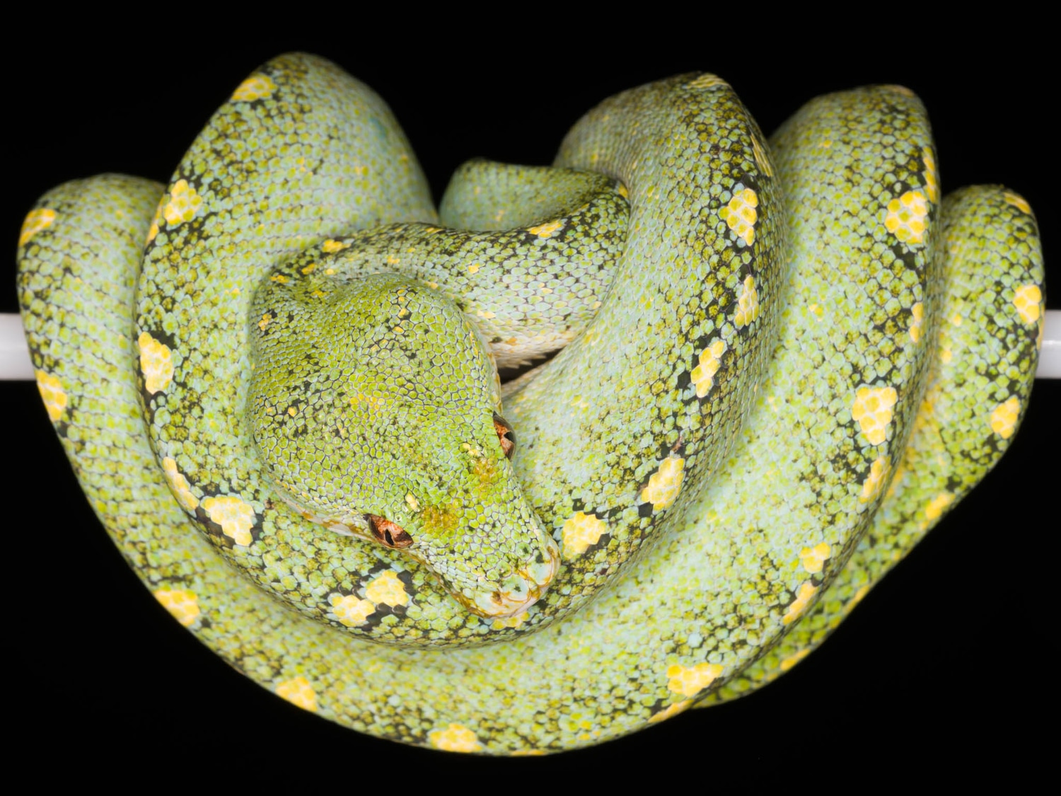 Blue-Line Yearling Green Tree Python by Vibrant Viridis, LLC - MorphMarket
