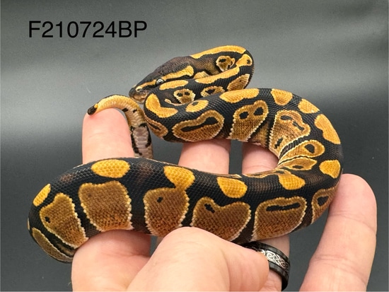 24 Nr.Mandarin Pos Het Hypo Ball Python by Denmark’s Den llc