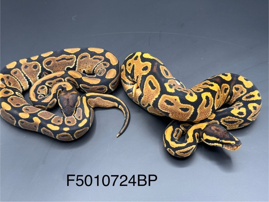 24 Nr.Mandarin Pos Het Hypo Yb Ball Python by Denmark’s Den llc