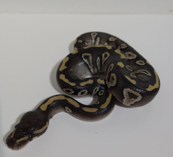 Raven Mojave Ball Python by Bizzy Balls - MorphMarket