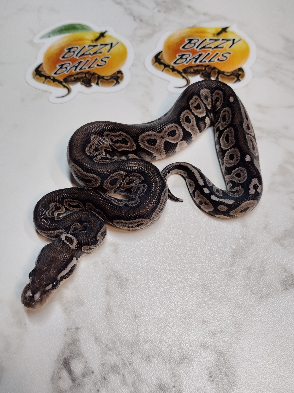 Gargoyle Ball Python by Bizzy Balls MorphMarket