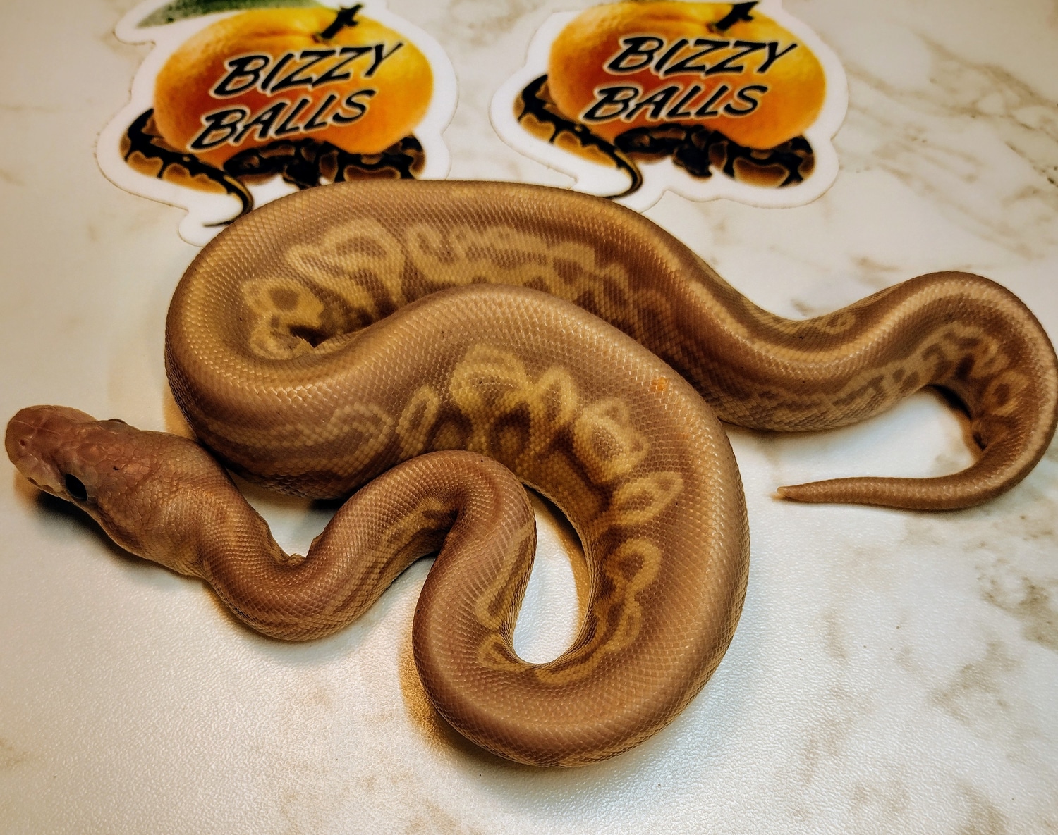 Banana Red Axanthic Ball Python by Bizzy Balls MorphMarket