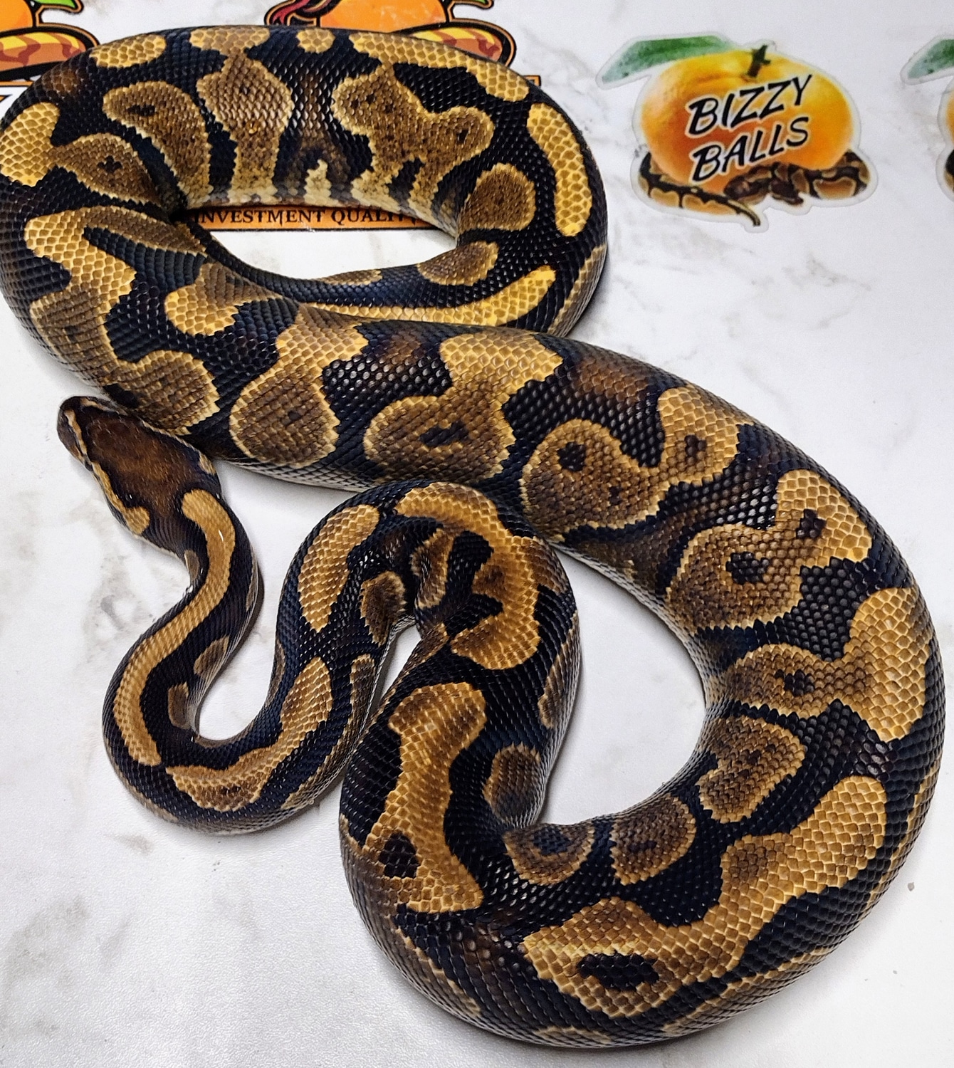 Yellowbelly Ball Python by Bizzy Balls MorphMarket