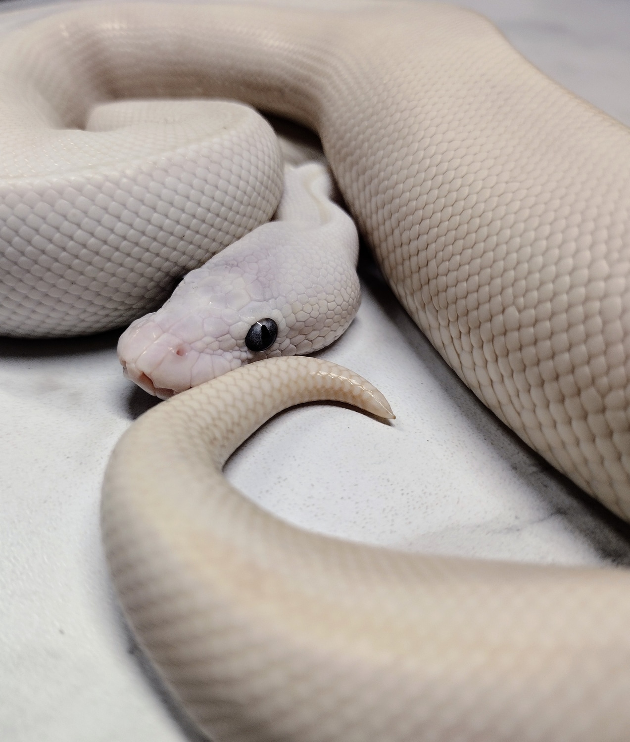 Super Russo (White Diamond) Ball Python by Bizzy Balls - MorphMarket
