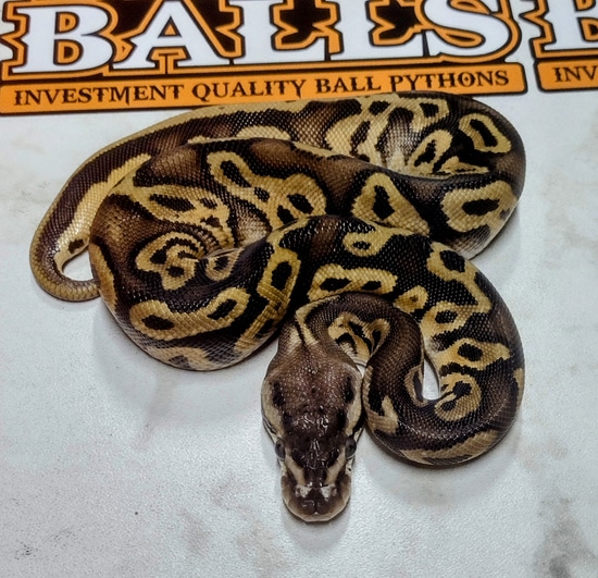 Pastel Leopard Russo Ball Python by Bizzy Balls