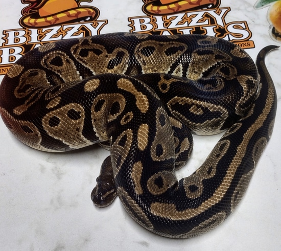 Hurricane Het Pied Ball Python by Bizzy Balls