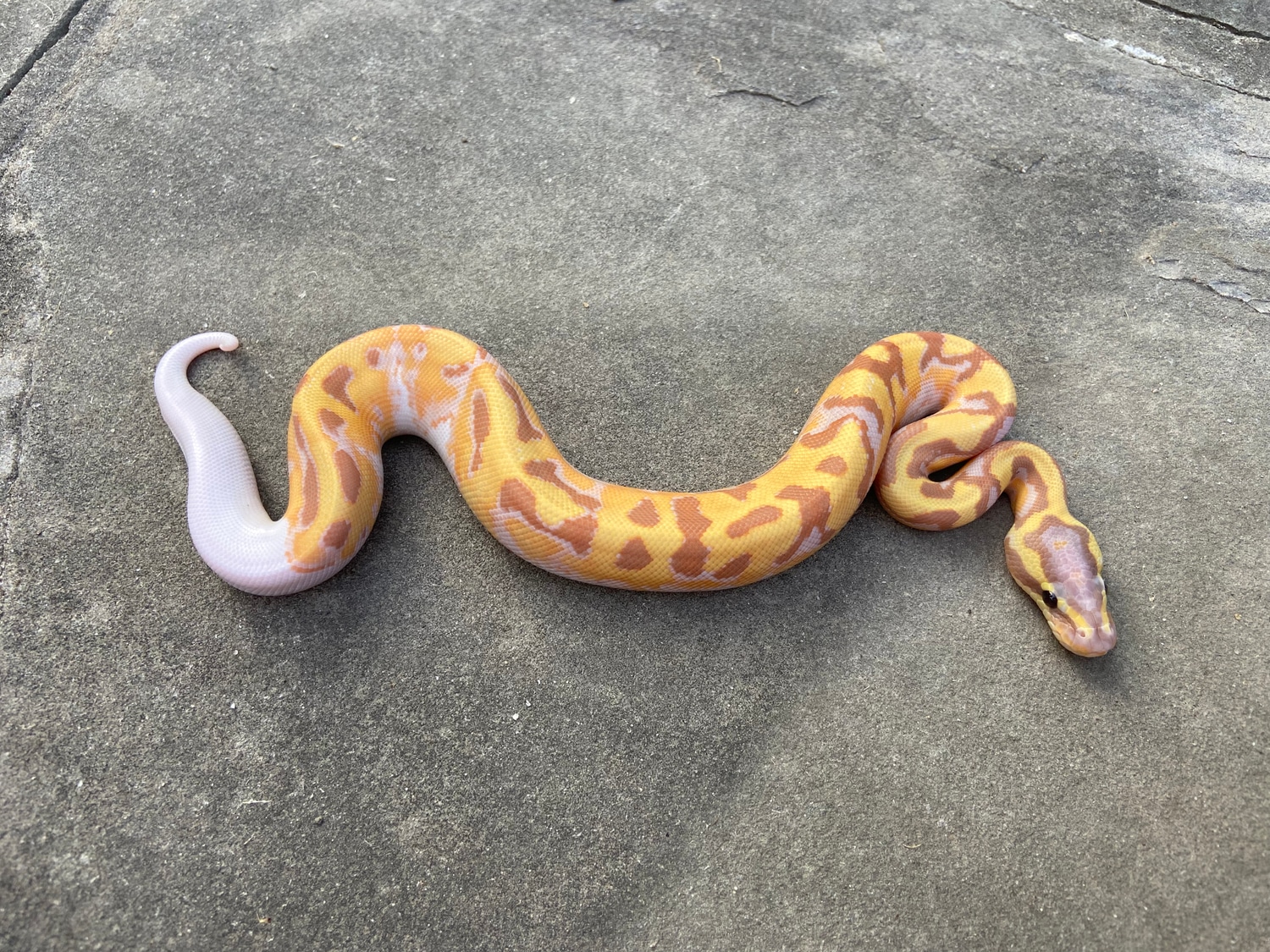 Banana Enchi Pied Ball Python by DJM Reptiles MorphMarket