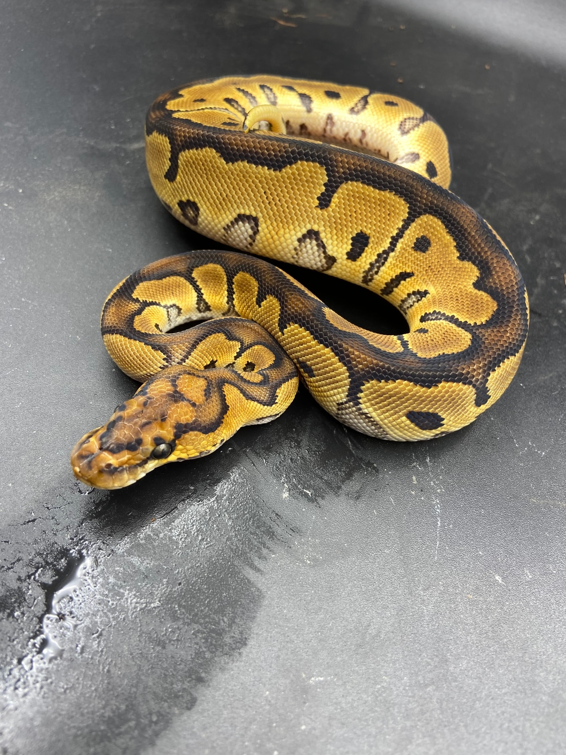 Clown Ball Python by DJM Reptiles - MorphMarket