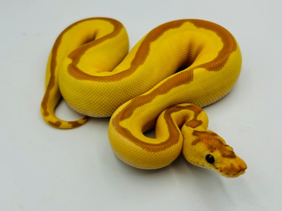 Banana Enchi Clown Ball Python by DJM Reptiles