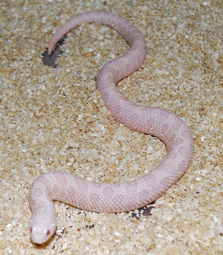 Coral Western Hognose by SpreadHeads MorphMarket