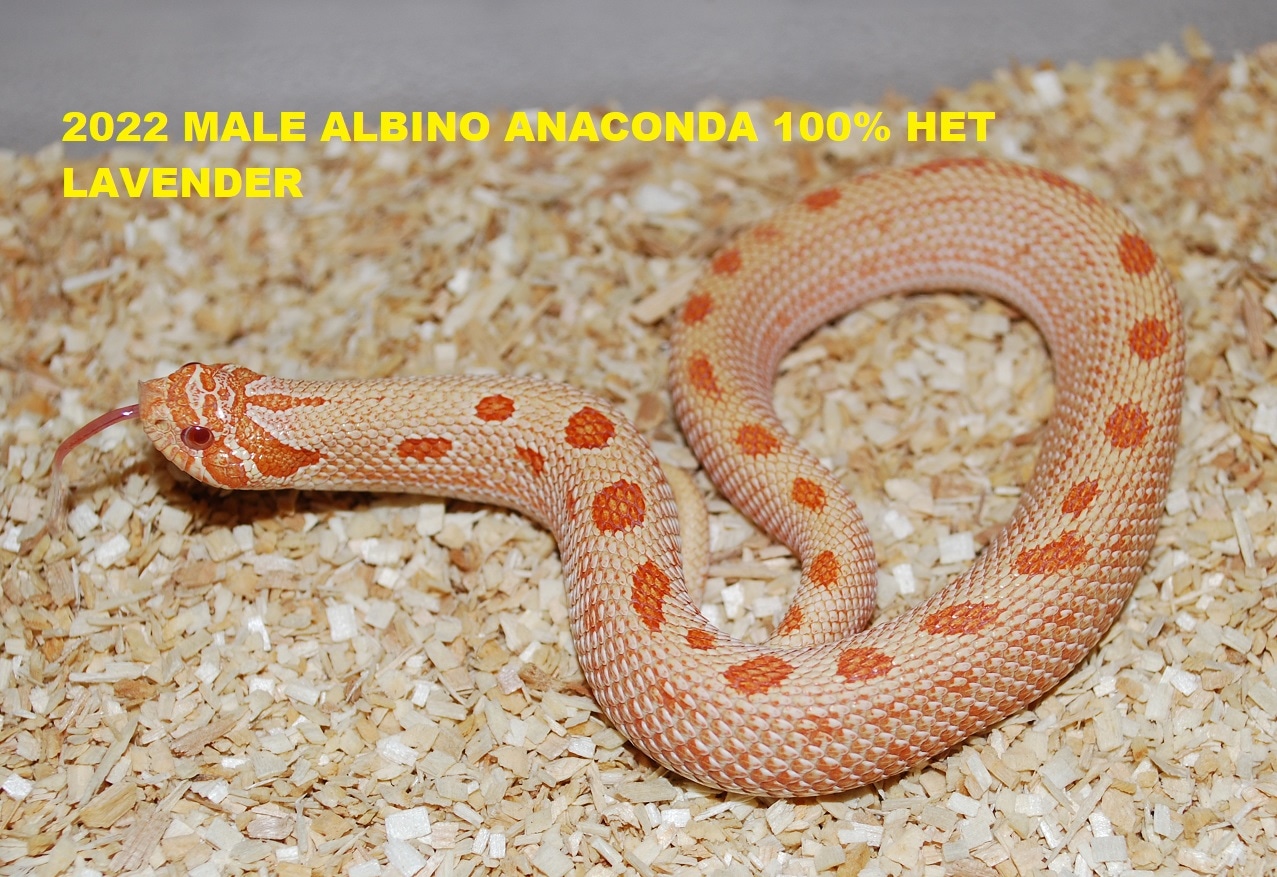 Albino Anaconda Het Coral Western Hognose by SpreadHeads MorphMarket