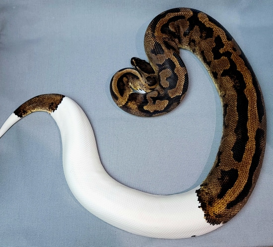 Pied *Proven Breeder* Ball Python by Newman Family Reptiles