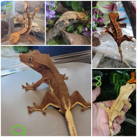 11 Gecko Multiple Geckos Available Crested Gecko by Derp Bar Geckos