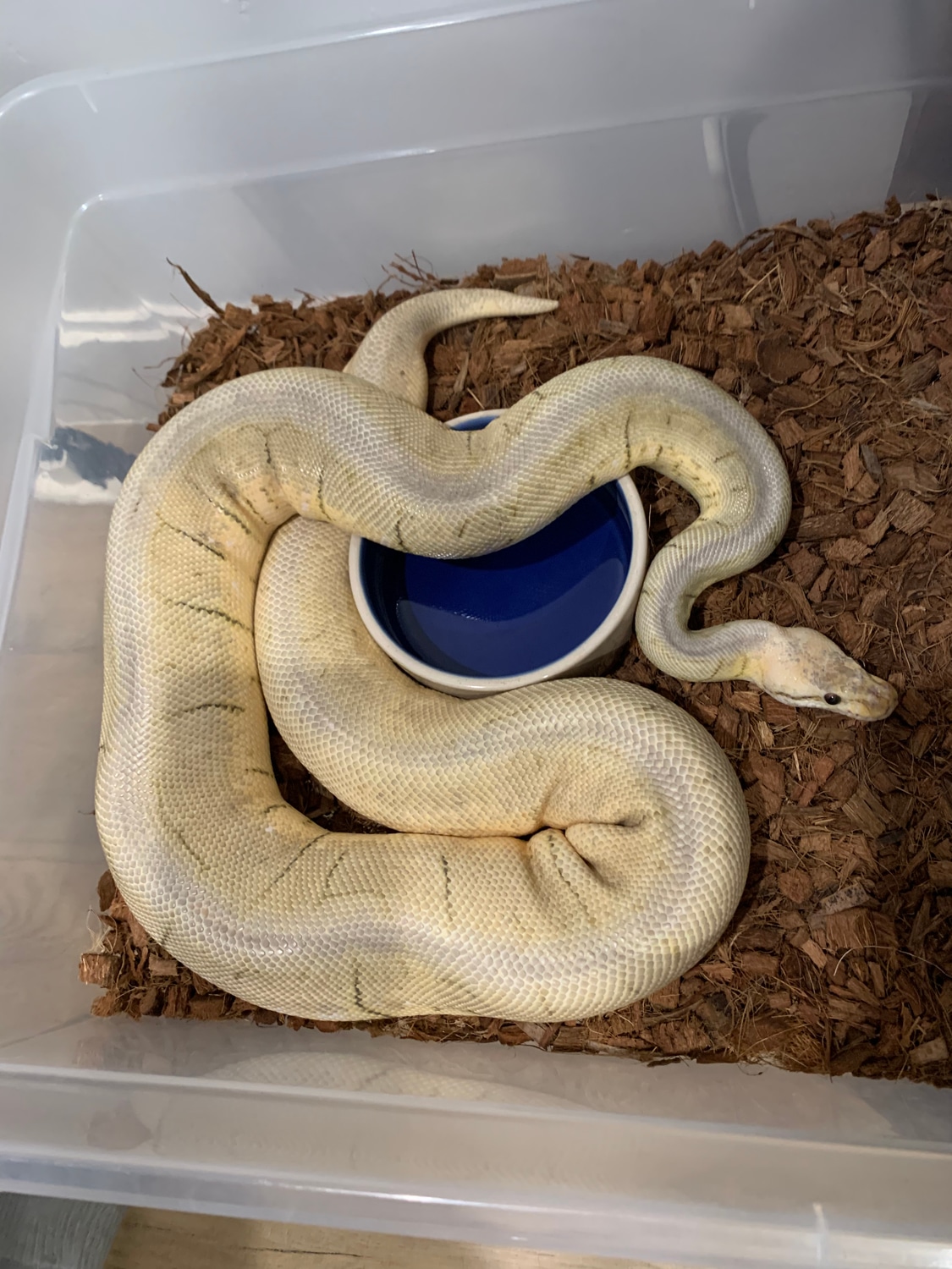 Silver Streak Spinner Adult Female Ball Python by Thrasher’s Ball ...