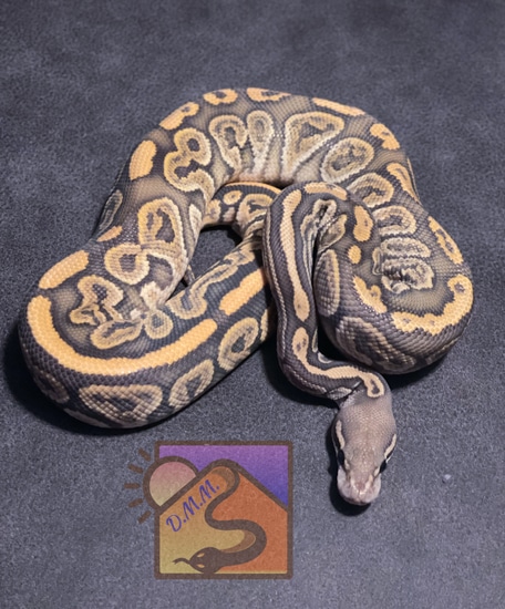 Huffen Ball Python Huffman Hypo Ball Python by Desert Mojave Morphs
