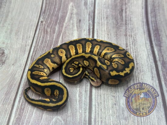 Pastel Stranger 100% Het Clown Ball Python by Desert Mojave Morphs