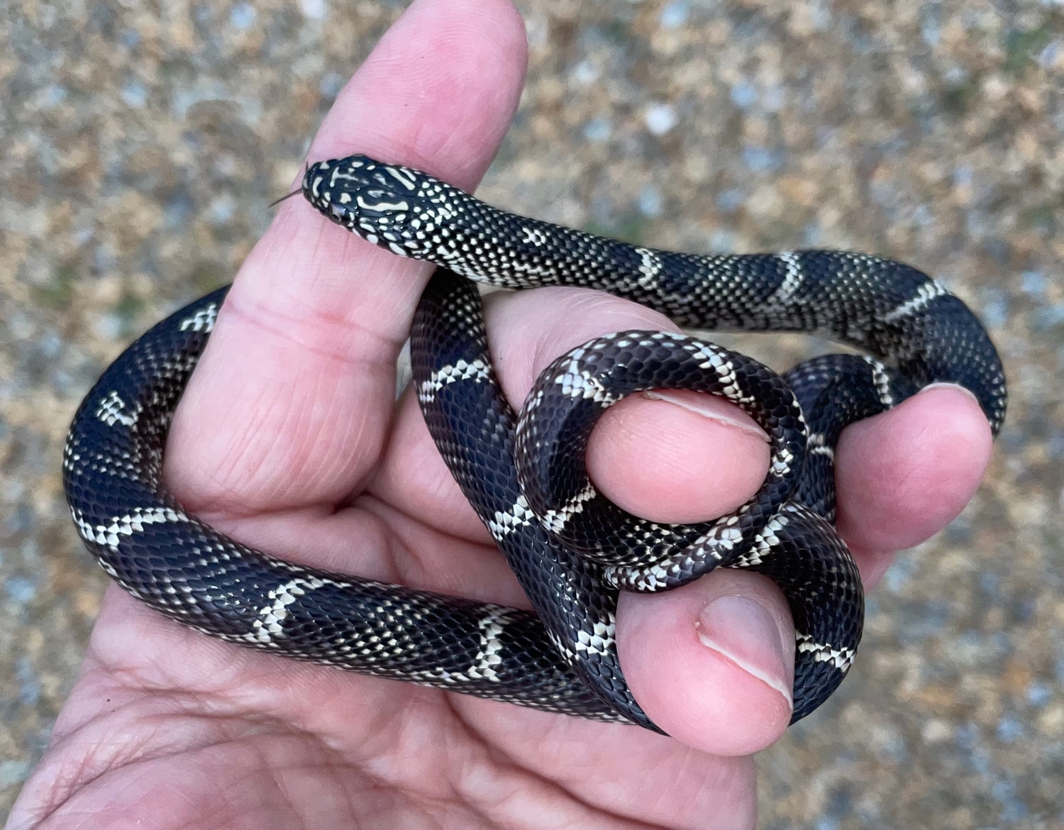 Outer Banks Kingsnake Eastern Kingsnake by Desert Moon Reptiles MorphMarket