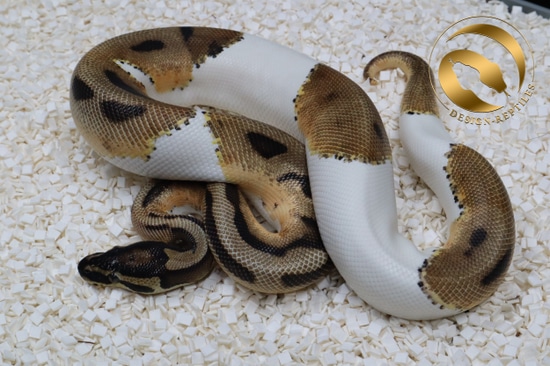 Genex Ball Python OD Piebald Poss GeneX Ball Python by Design-Reptiles