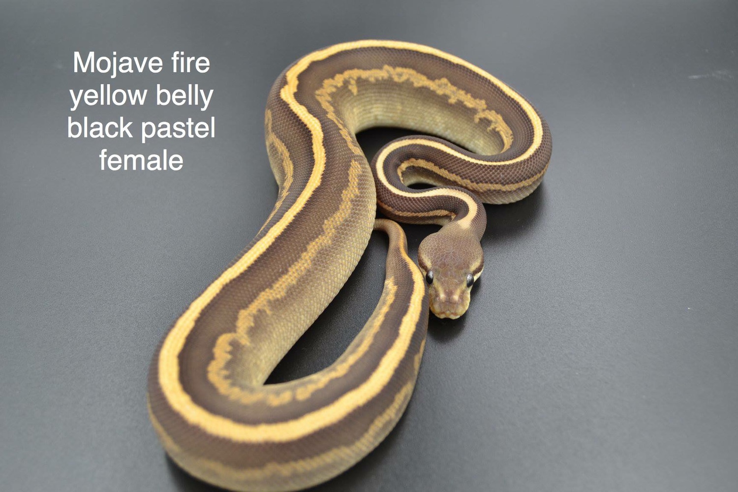 Mojave Fire Yellowbelly Black Pastel Ball Python by DD Exotics ...