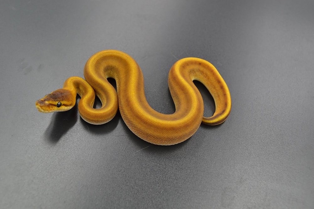Patternless Ball Python by DD Exotics - MorphMarket