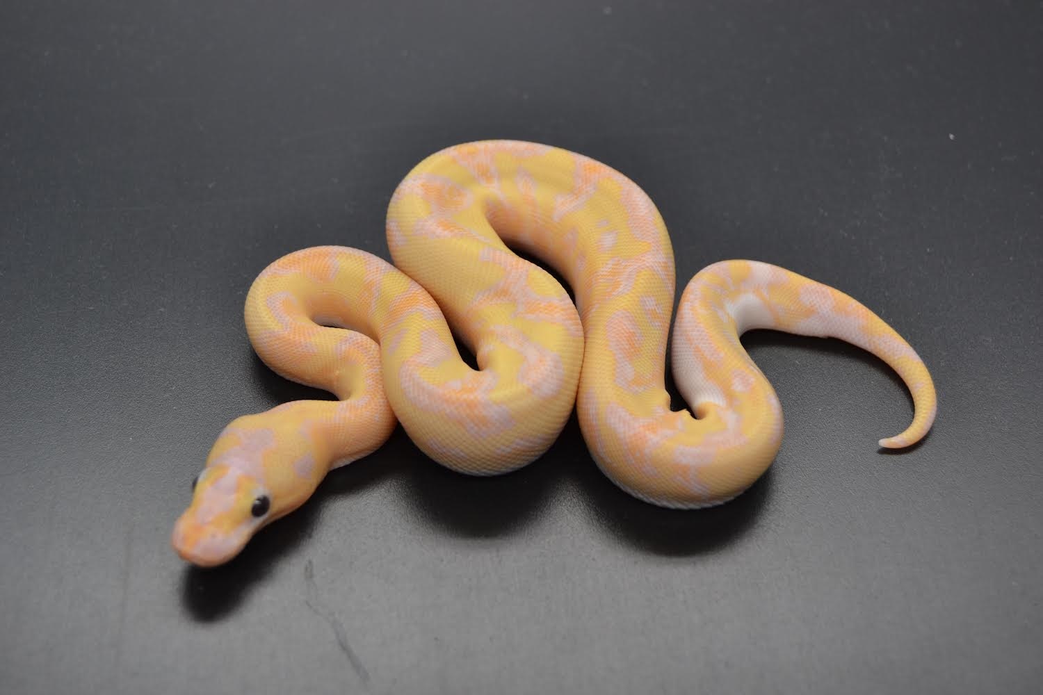 Banana Disco Fire Clown Possible Yellow Belly Ball Python by DD Exotics