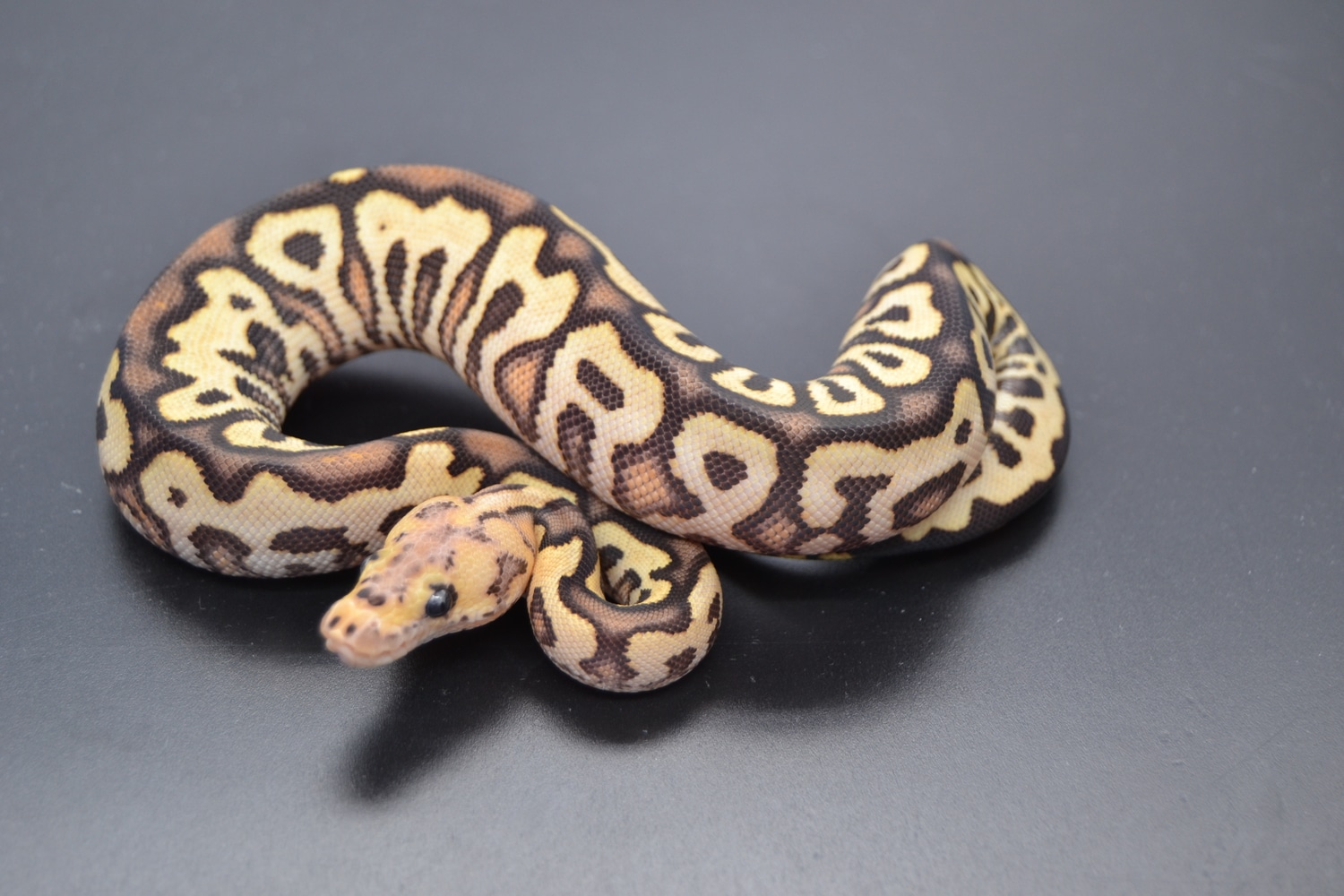 Black Pastel Spotnose Fire Clown Poss RS Ball Python by DD Exotics