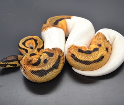 Clown Pied Ball Python by DD Exotics - MorphMarket