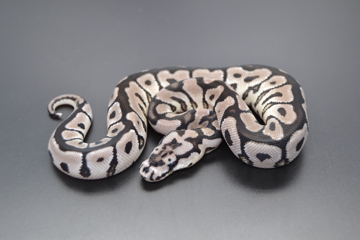 Axanthic Vpi Clown Spotnose Ball Python by DD Exotics - MorphMarket