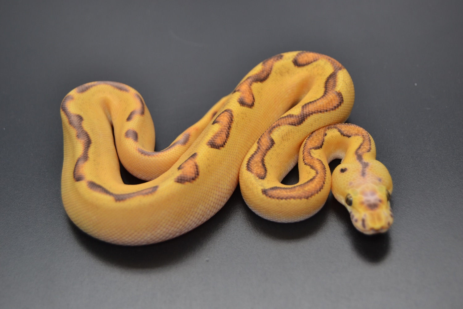 Super Od Super Vanilla Enchi Clown Ball Python by DD Exotics - MorphMarket
