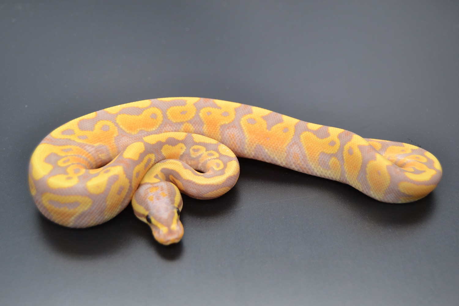 Banana Fire Yellowbelly Het Clown Ball Python by DD Exotics MorphMarket