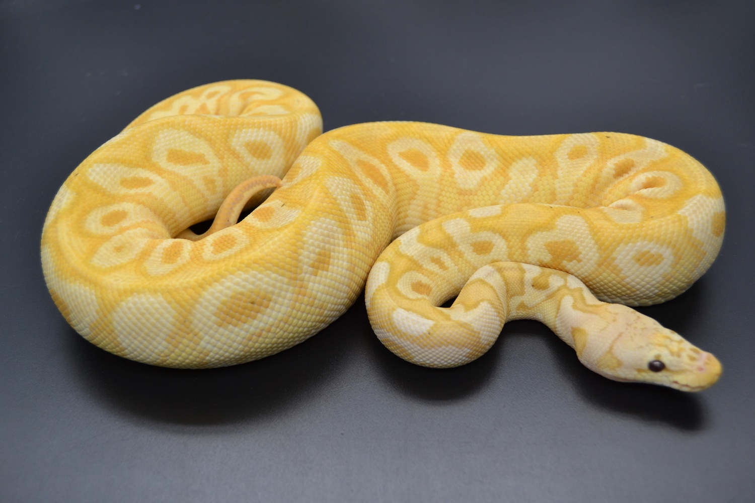 Pastel Banana Hurricane Yellowbelly Clown Ball Python by DD Exotics