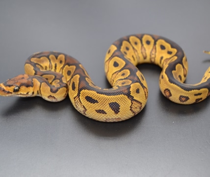 Black Pastel Mojave Redstripe Spotnose Yellowbelly Fire Hypo Het Clown ...