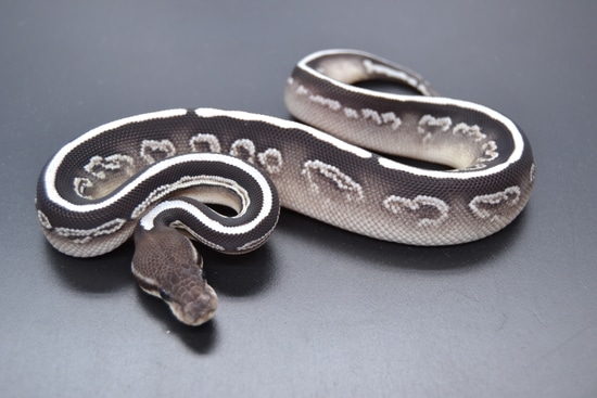 Black Pastel Mojave Axanthic Vpi Het Desert Ghost Ball Python by DD Exotics