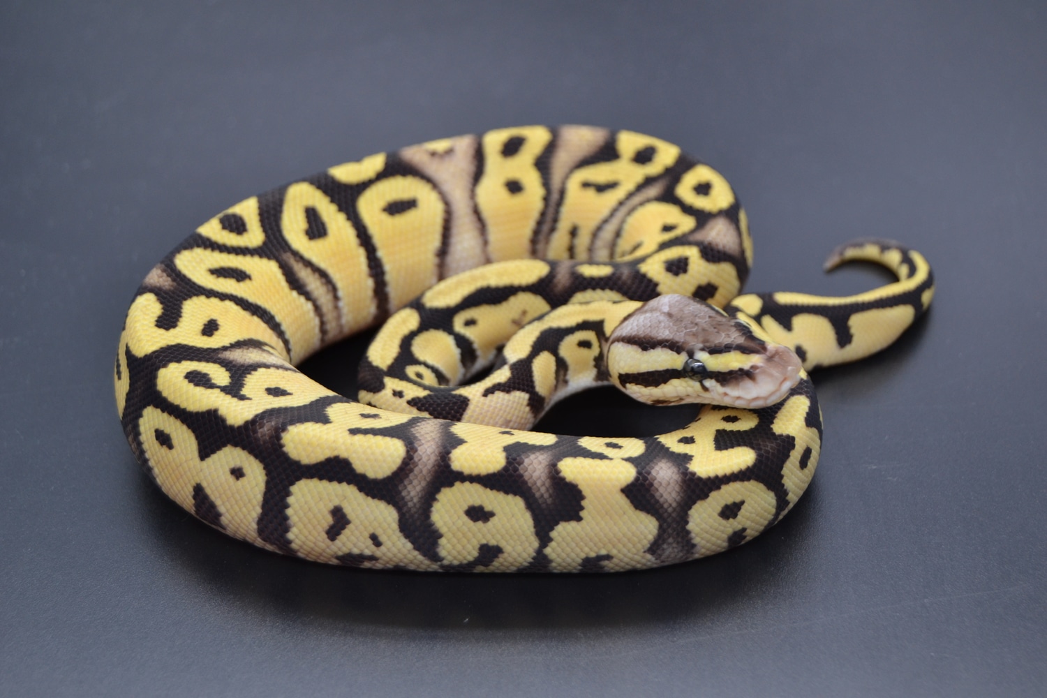OD Firefly TH Axanthic Vpi Desert Ghost Hypo 50% Het Clown Ball Python ...