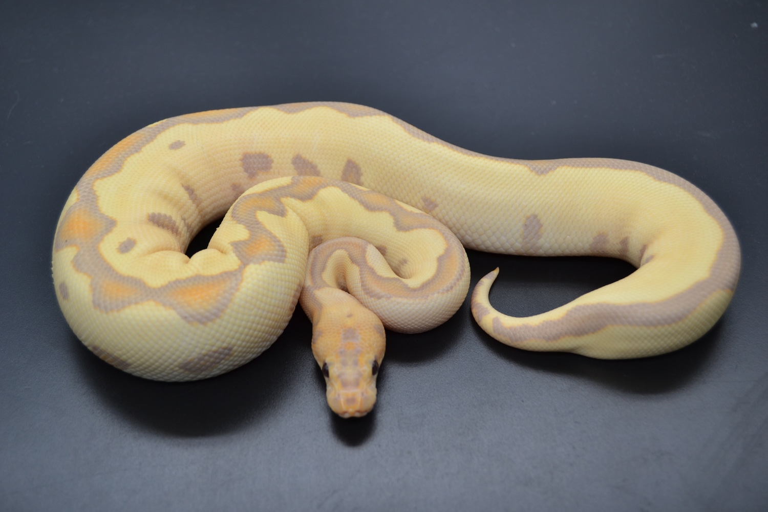 Banana Leopard Clown Ball Python by DD Exotics MorphMarket