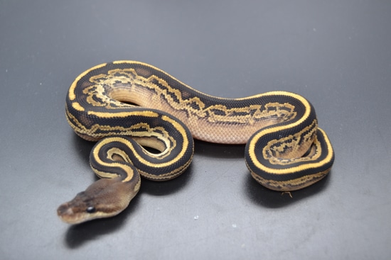 black pastel bongo ball python by freedom breeder -... Bongo Black Pastel Het Desert Ghost 66% Het Axanthic Vpi Ball Python by ...