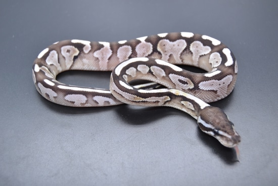 Lesser Axanthic Vpi Het Desert Ghost Ball Python by DD Exotics