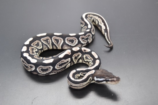 Black Pastel Axanthic Vpi Het Desert Ghost Ball Python by DD Exotics
