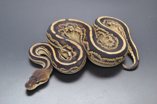 Black Pastel Bongo Het Desert Ghost 66% Het Axanthic Vpi
