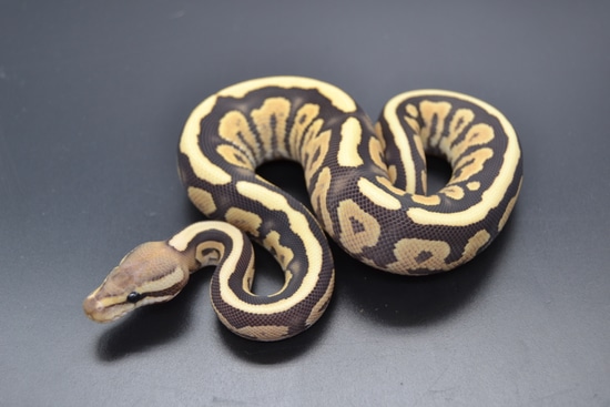 Black Pastel Fire " Yellowbelly " Desert Ghost Het Hypo Ball Python by ...